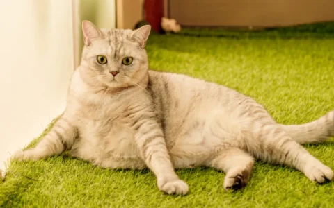 猫传腹会传染吗？这些知识你必须知道！