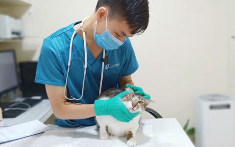猫咪受伤怎么办？一文教你正确判断与应对