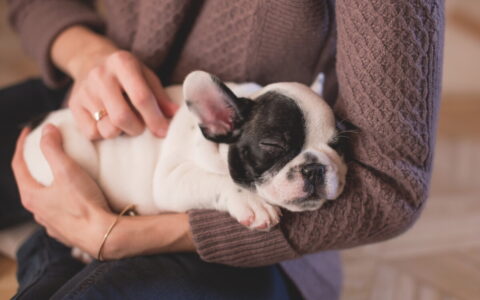 新手养狗必看：幼犬怎么喂养？科学配比与少食多餐秘诀