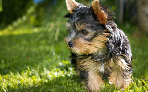 Is the Yorkshire Terrier Easy to Care for? A Comprehensive Analysis of Three Pros and Cons