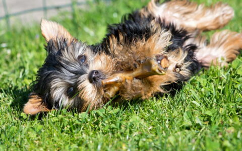 犬猫癫痫发作症状全解析：识别、治疗与应对指南