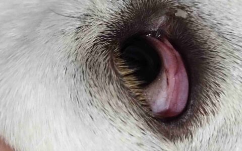 狗狗眼睛发红睁不开眼睛是怎么回事？