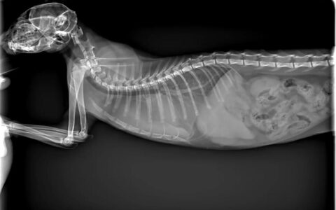 猫伝染性腹膜炎（feline infectious peritonitis）