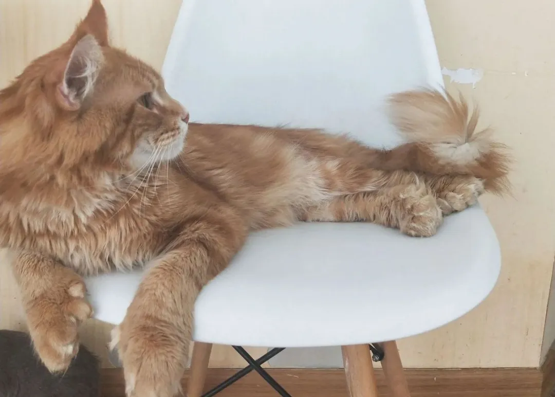 猫可以一辈子不出门吗?