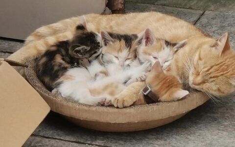 Why Do Mother Cats Eat Their Own Pups? Prevention Methods Shared