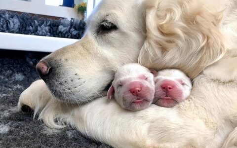 什么是食仔癖？