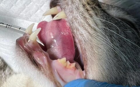 猫の歯がなくなった？歯吸収について知っておくべき 7 つのこと