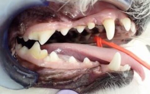 可能是犬外伤性牙周病的一个治疗案例分享