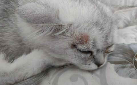 What is Microsporum canis?