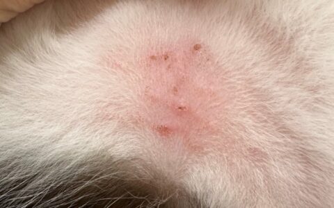 猫アレルギー皮膚症候群とは？症状、診断、治療の完全ガイド