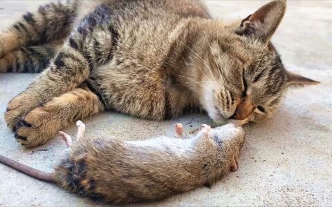 猫咪维基百科