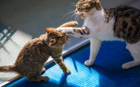 猫咪打架如何判断与处理？快速停止猫咪战斗的实用策略