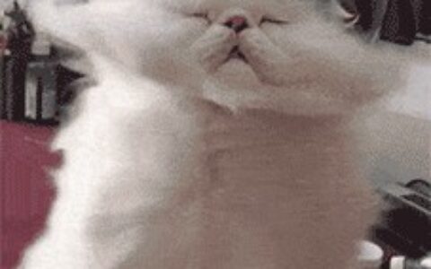 满屋子都是猫毛怎么办？预防与清理猫毛的方法
