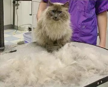 满屋子都是猫毛怎么办？预防与清理猫毛的方法