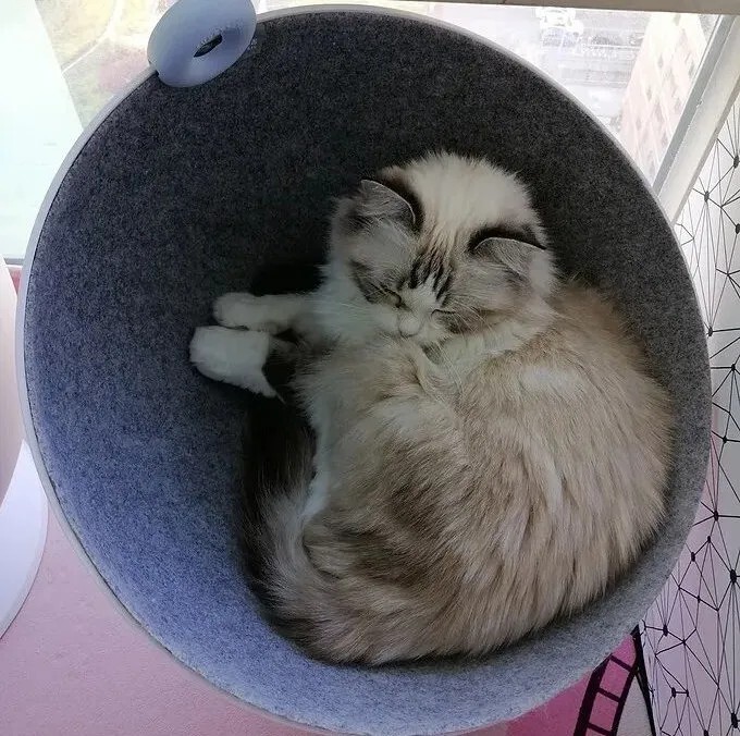 满屋子都是猫毛怎么办?预防与清理猫毛的方法