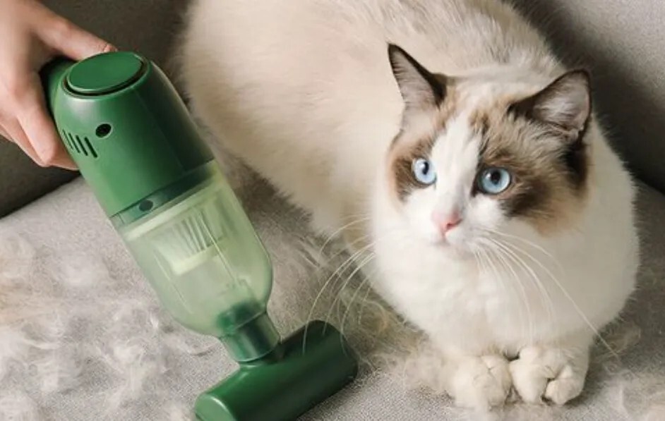 满屋子都是猫毛怎么办?预防与清理猫毛的方法
