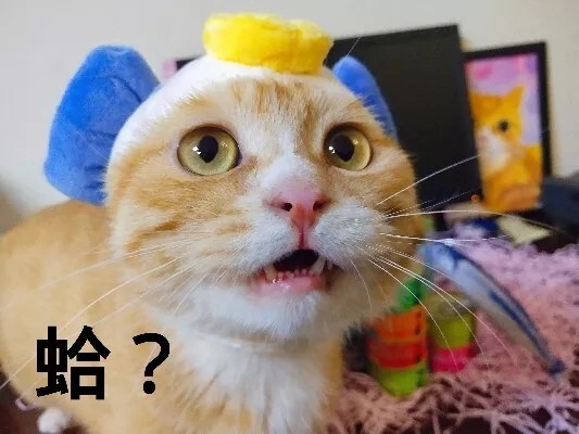 满屋子都是猫毛怎么办?预防与清理猫毛的方法