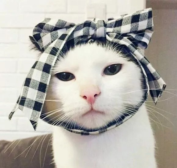 满屋子都是猫毛怎么办?预防与清理猫毛的方法