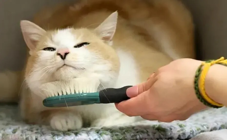 满屋子都是猫毛怎么办?预防与清理猫毛的方法