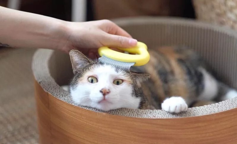 满屋子都是猫毛怎么办？预防与清理猫毛的方法