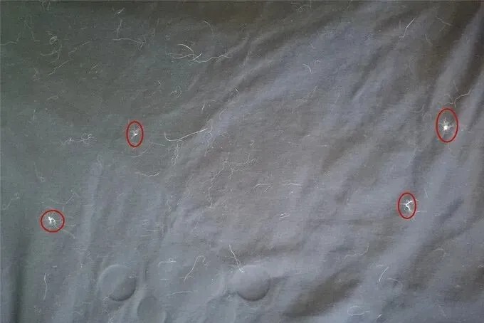 满屋子都是猫毛怎么办？预防与清理猫毛的方法