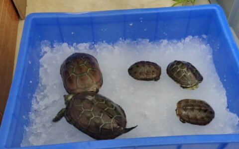 乌龟冬眠后的注意事顿：盘点 5 个最容易翻车的点