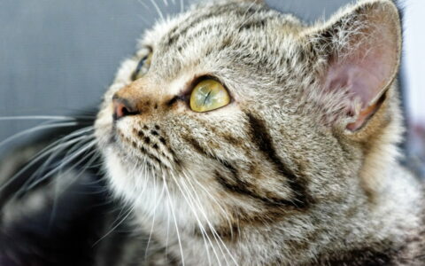 猫咪发腮的关键因素：雄性激素与营养