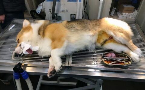 狗狗绝育利弊全解析：宠物医生揭秘手术必要性