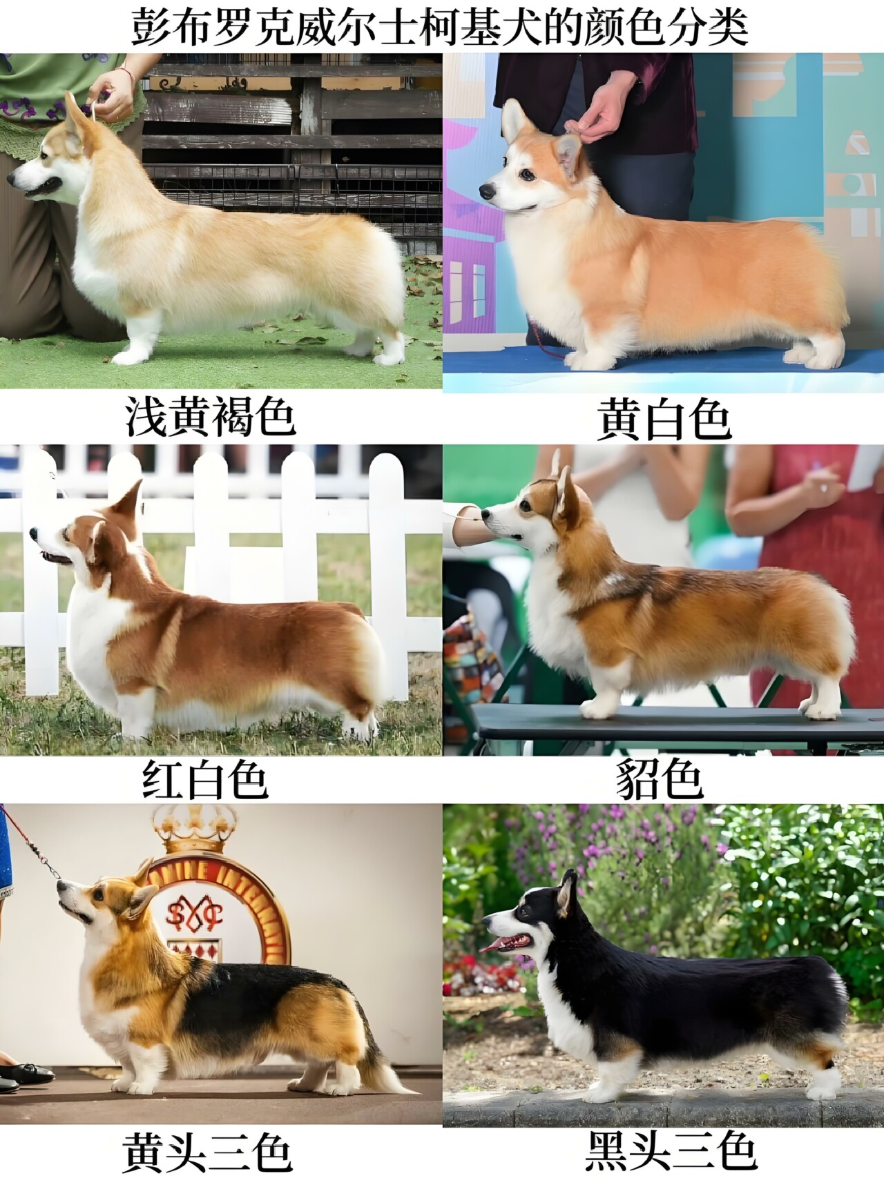 柯基犬一共有几种颜色？揭秘柯基的六种主要毛色