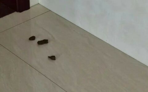 猫被打到喷屎要紧吗？