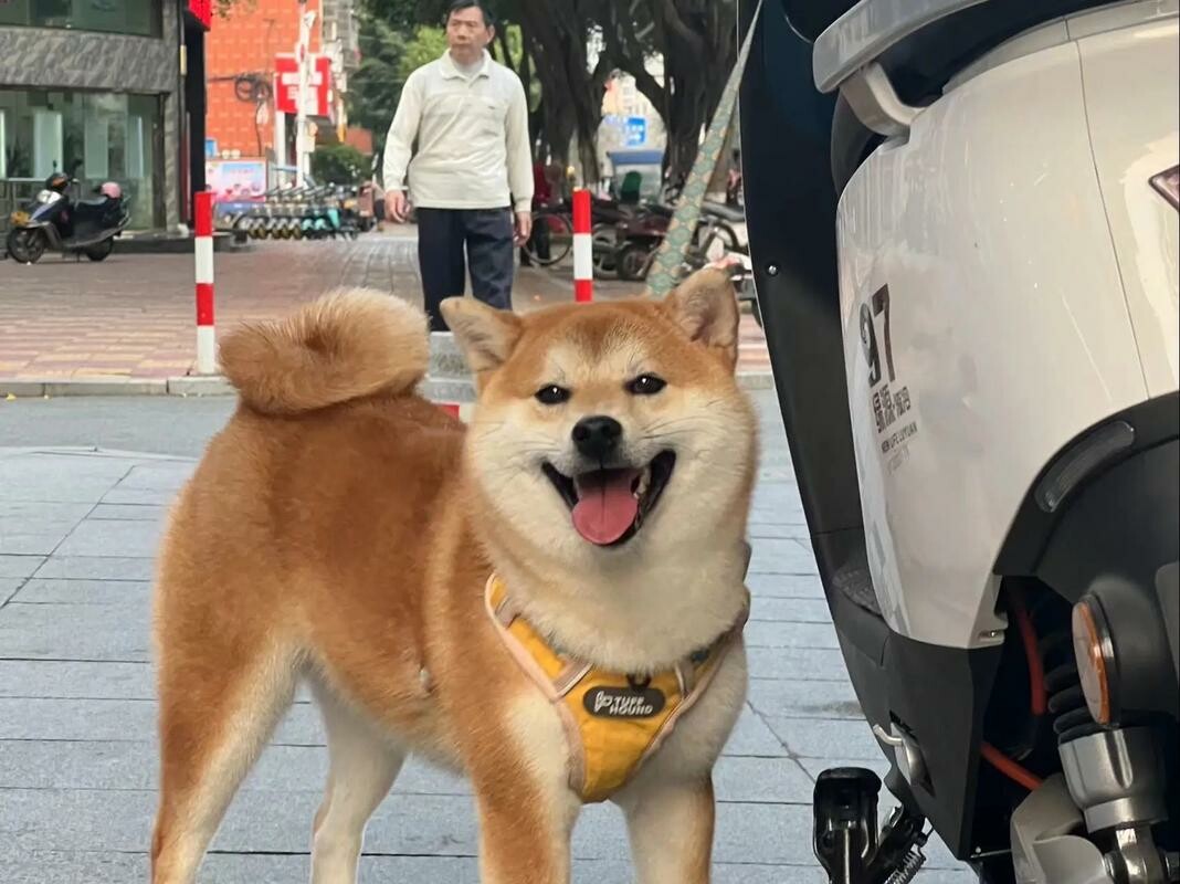 日本土狗柴犬:性格特点全解析