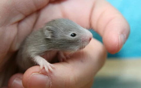 How Many Offspring Can a Hamster Have Each Year? Key Factors Affecting Hamster Reproductive Capacity
