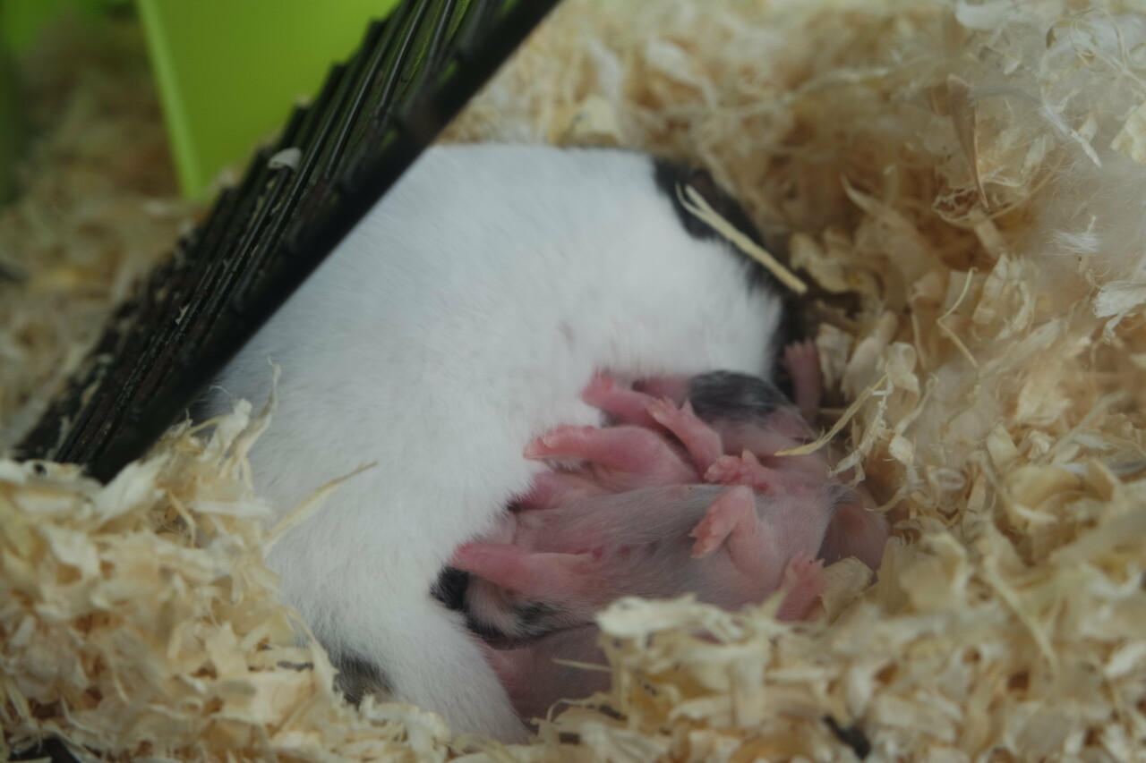 Can Hamsters Be Kept Together? Unveiling the Potential Risks and Truths of Cohabitation in the Same Cage