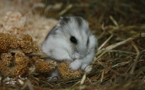 Do Hamsters Need to be Separated After One Month? Separation Timing and Care Suggestions