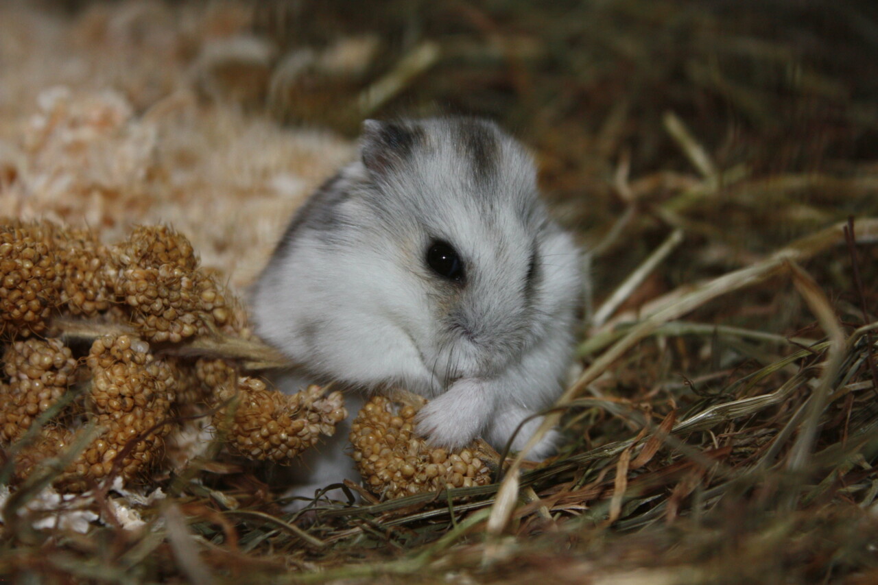 Do Hamsters Need to be Separated After One Month? Separation Timing and Care Suggestions