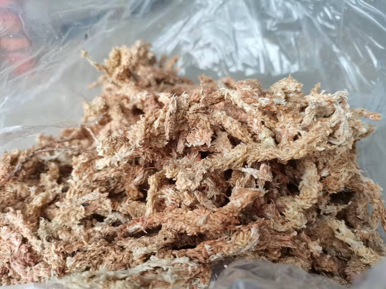 黄缘龟冬眠的正确方法:椰砖与水苔的完美搭配