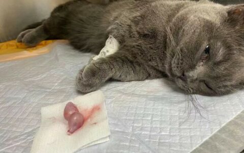 绝育后的猫咪为什么更粘人？了解关键的养育技巧
