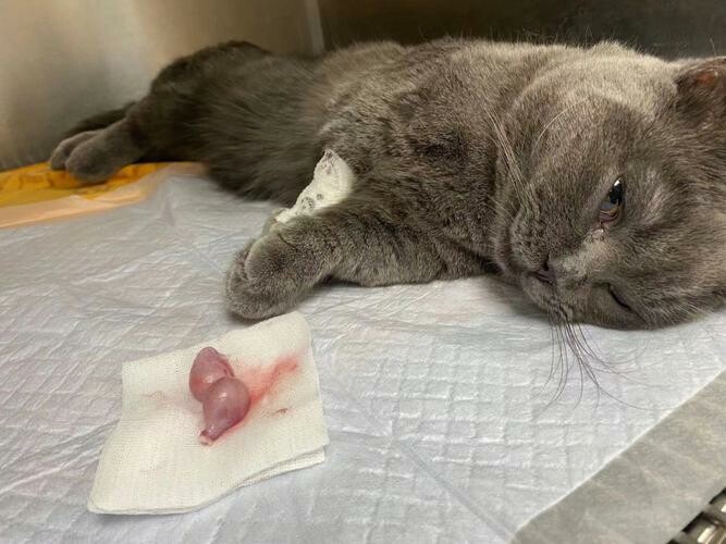 猫咪绝育手术：绝育的好处、费用和注意事项