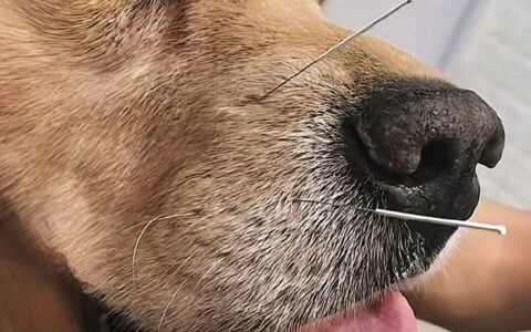 狗狗也会中风？这些异常都是犬中风的前兆！