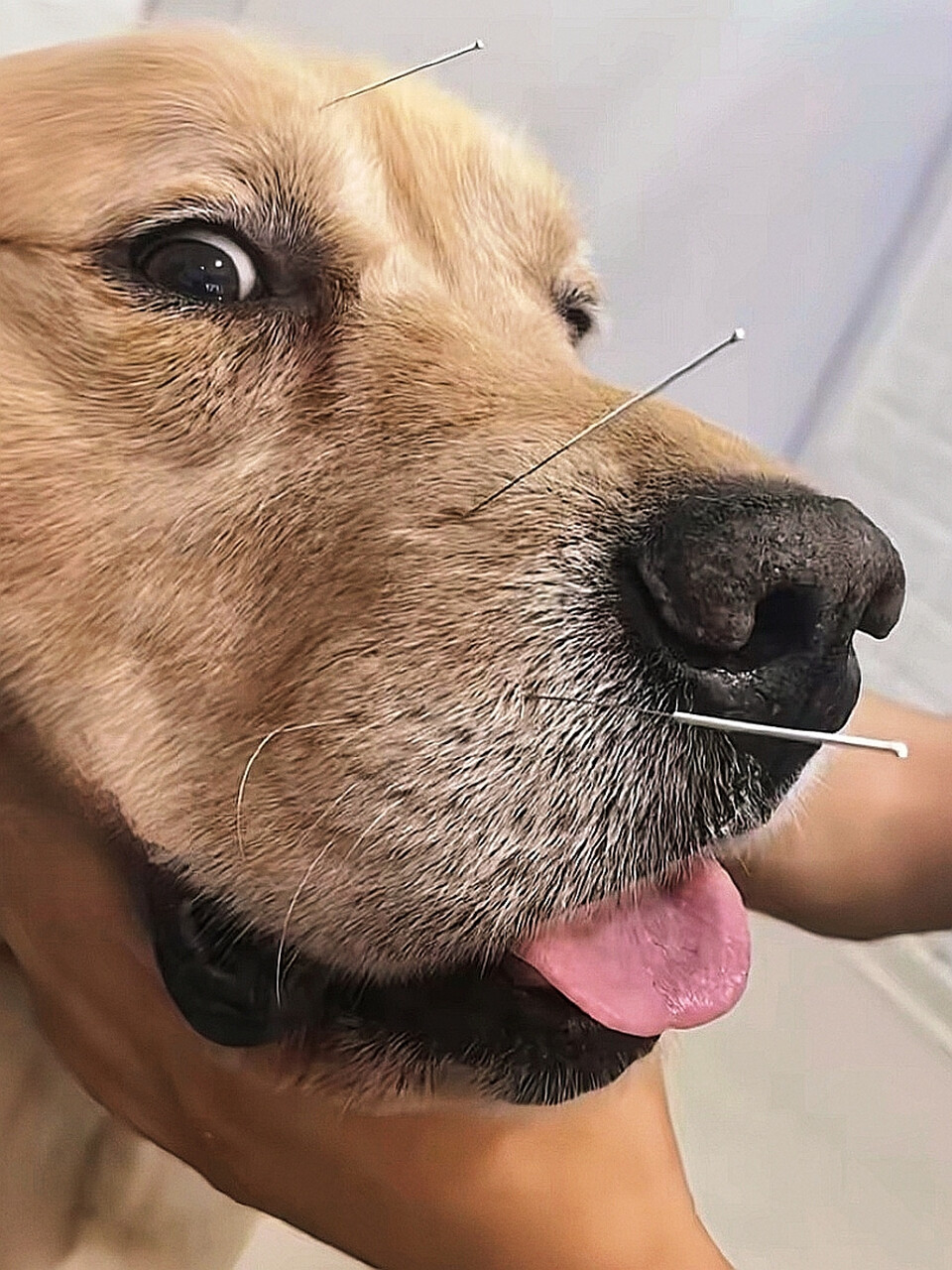 狗狗也会中风?这些异常都是犬中风的前兆!