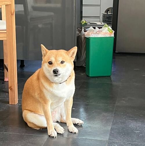 狗狗也会中风?这些异常都是犬中风的前兆!
