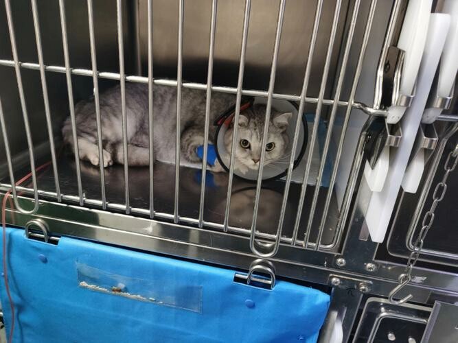猫咪泌尿健康指南:预防与治疗下泌尿道症候群