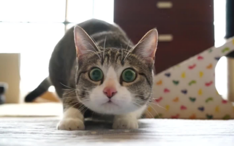 猫为什么扭屁股？攻击前兆还是撒娇表现？