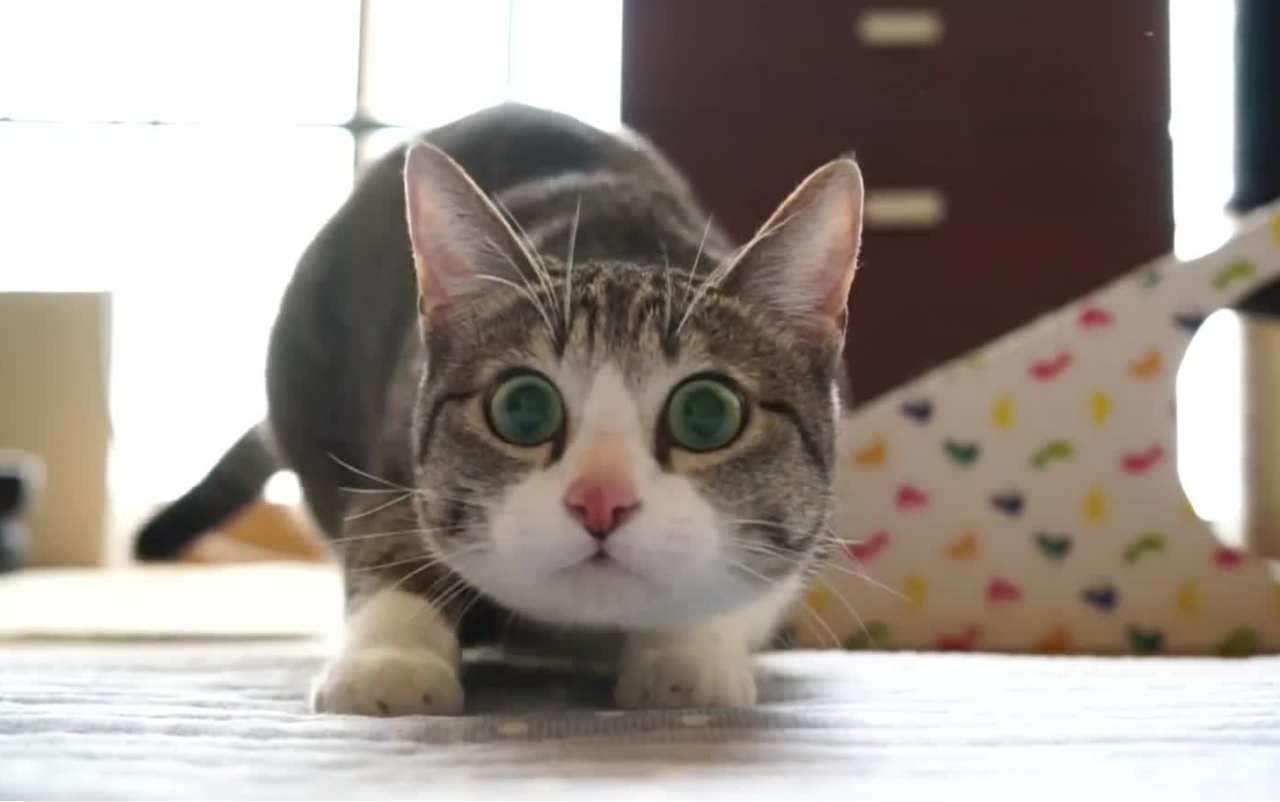 Why Do Cats Wiggle Their Butts? A Prelude to Attack or a Sign of Affection?