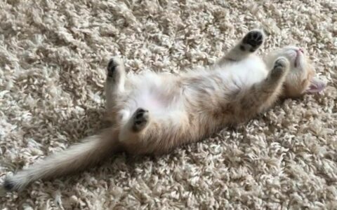 猫が手足を天に向けて寝る意味は何ですか？愛らしさだけではなく、深い意味があります