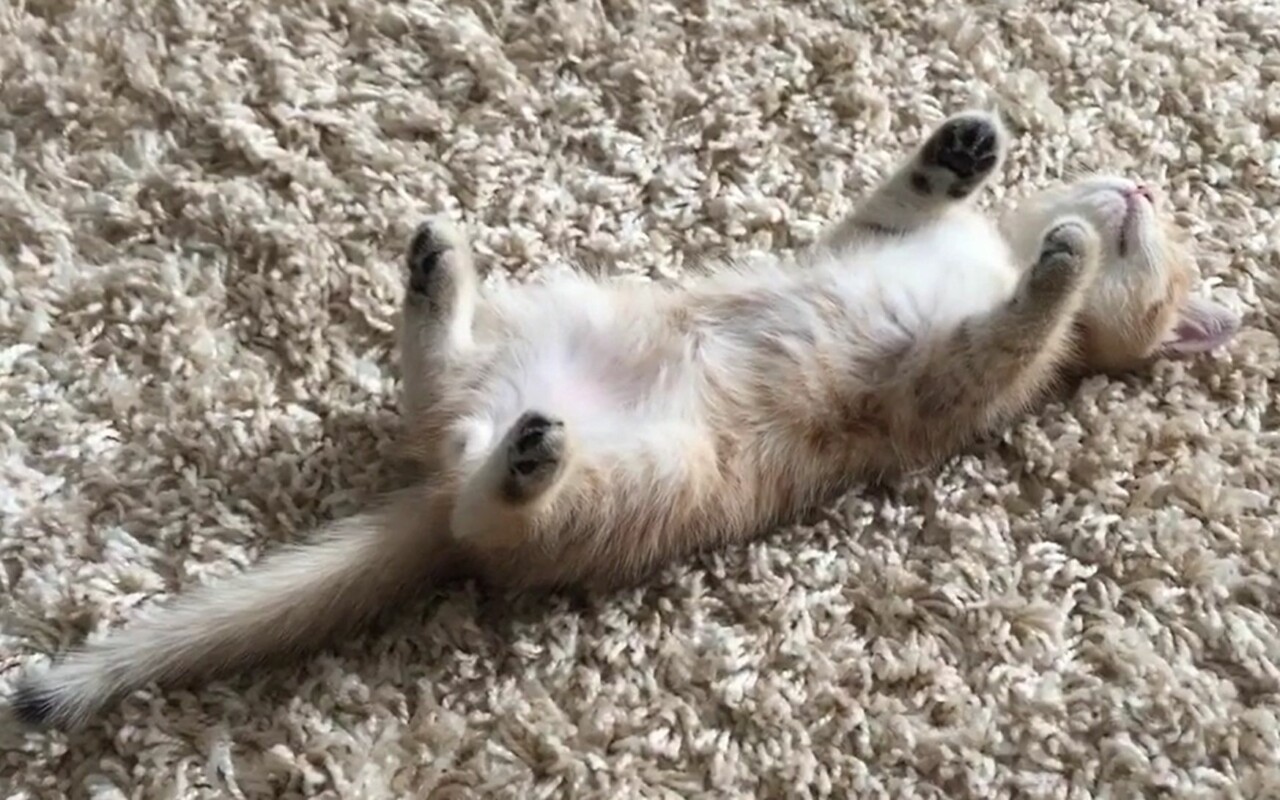 猫咪四脚朝天睡觉是什么意思？不仅仅是可爱，还有深层含义