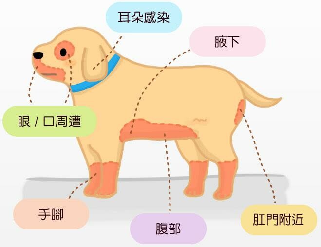 冬季宠物健康 FAQ:异位性皮肤炎、泌尿道感染与心脏疾病
