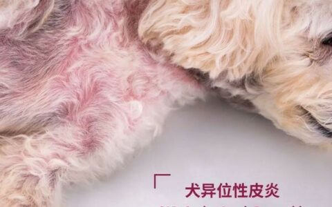 百科全书