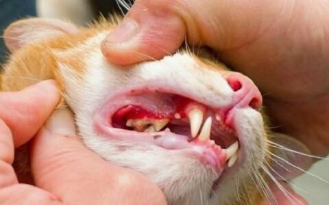 Comprehensive Guide to Feline Stomatitis: Prevention, Symptoms, and Treatment Methods