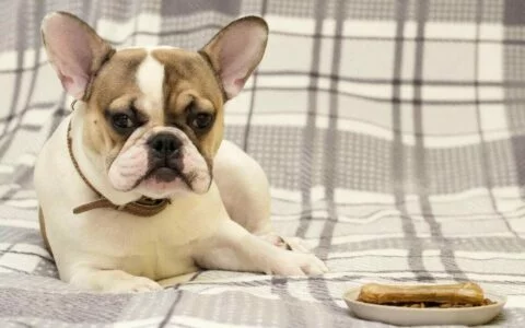 犬が糞を食べるのをどうやって直すべきか？科学的説明と行動訂正戦略